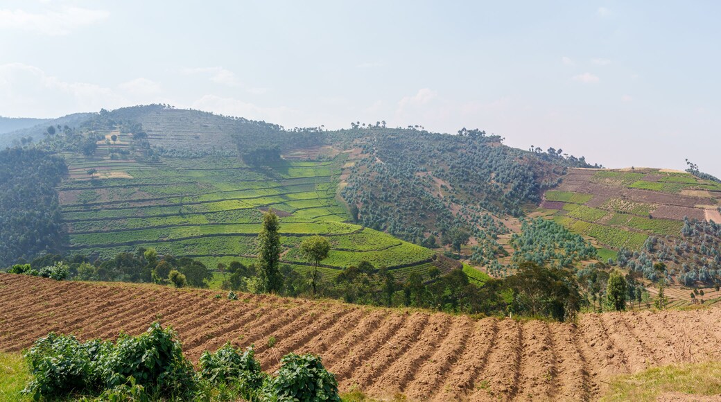 Tea plantation among mountains and along highway
