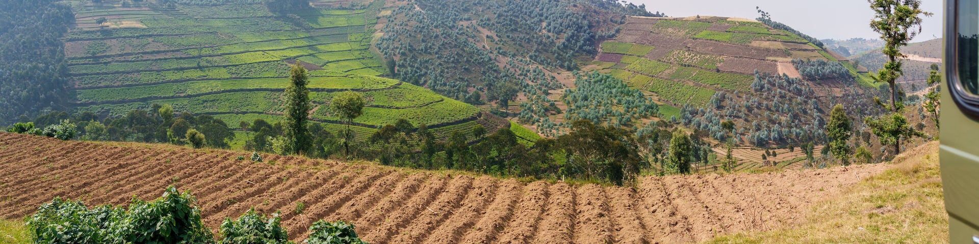 Tea plantation among mountains and along highway