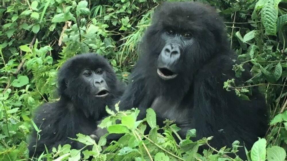 Two gorillas in dense green foliage.