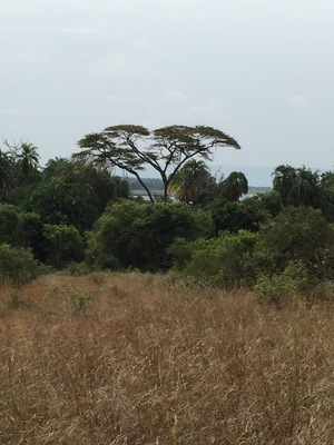 Akagera National Park in Rwanda was a beautiful place. The varied terrains provide for a wealth of animals and birds.