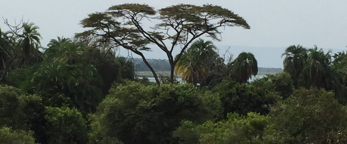 A savanna landscape with a prominent acacia tree, dense shrubbery, and a distant body of water.