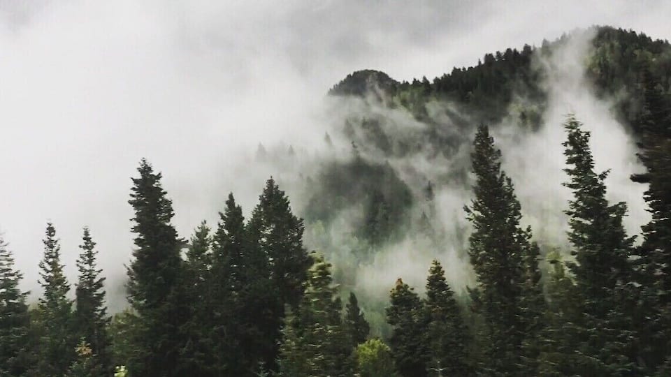 A forest with tall evergreen trees and a mountain partially obscured by mist.
