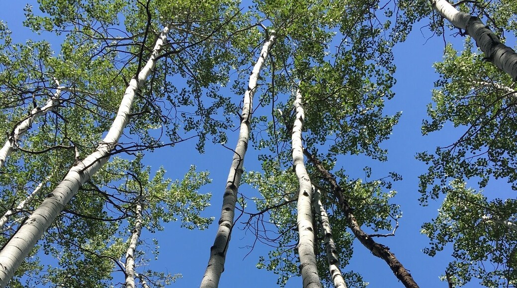 Aspen Trees along the Elkhorn Trail at Beaver Creek. #hiking #coloRADo #trees