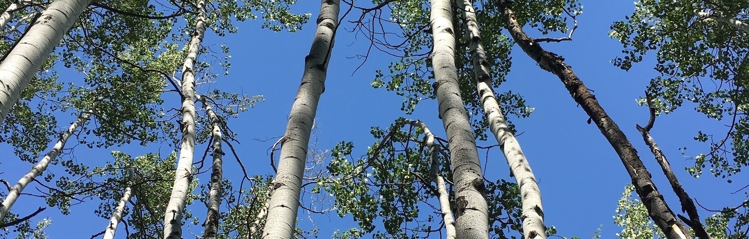 Aspen Trees along the Elkhorn Trail at Beaver Creek. #hiking #coloRADo #trees