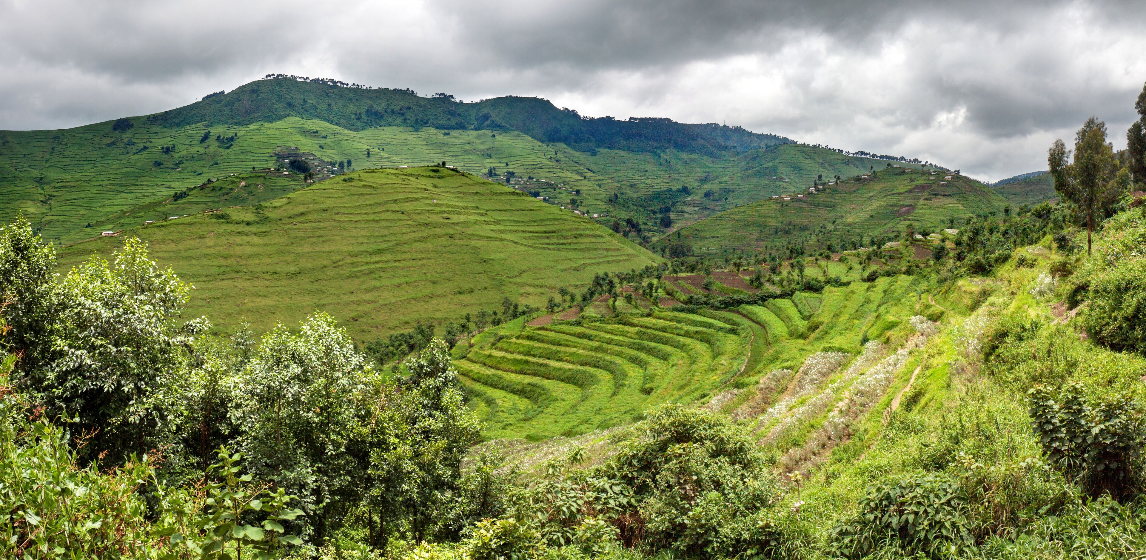 Newly constructed terraces in Rwanda (Gishwati forest area), to combat erosion. In the background villages perched against the hills