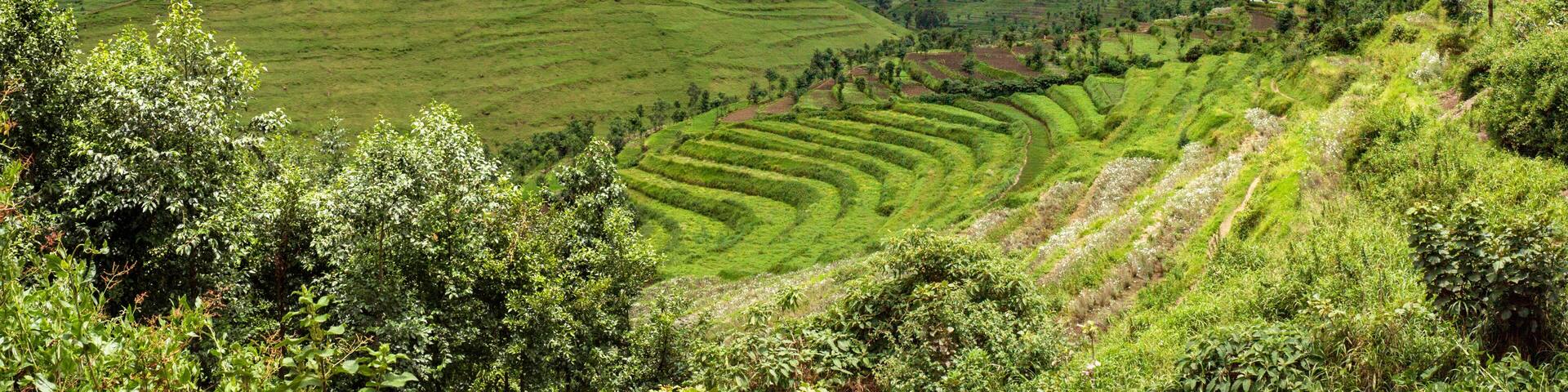 Newly constructed terraces in Rwanda (Gishwati forest area), to combat erosion. In the background villages perched against the hills