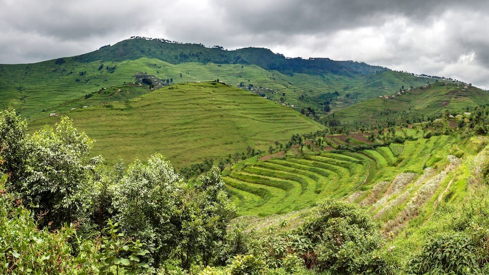 Terraced tea fields on a hillside under a cloudy sky.