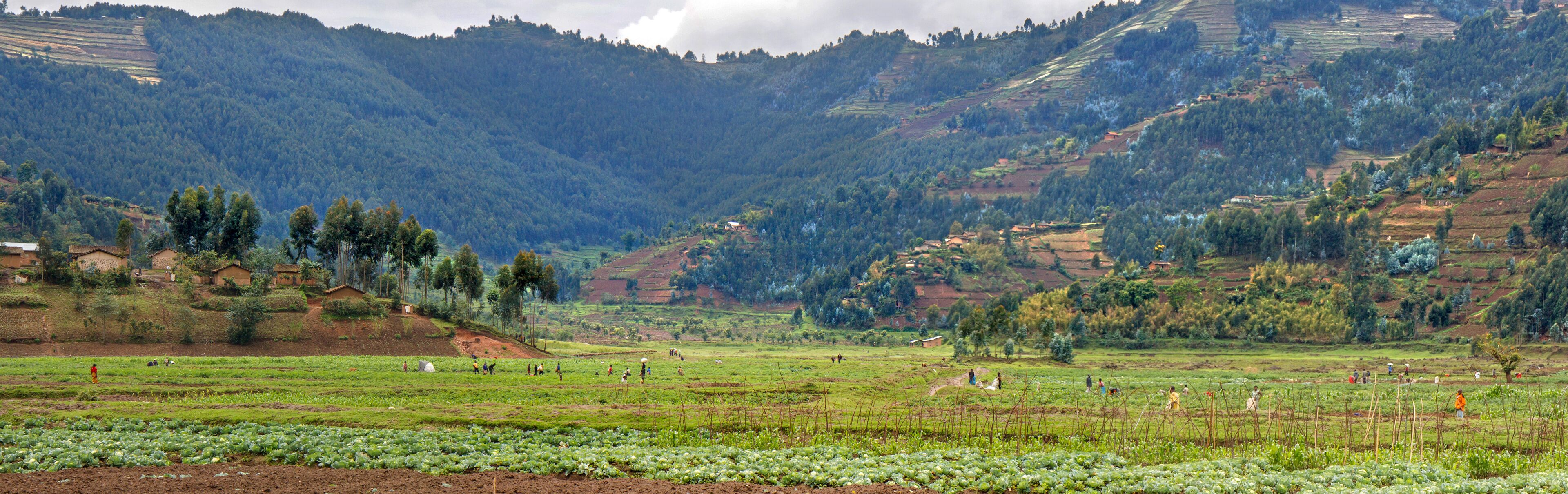 MUSANZE, RWANDA: People are working their fertile volcanic fields. In the background a steep hillside with agricultural plots, Eucalyptus forest, and villages. 