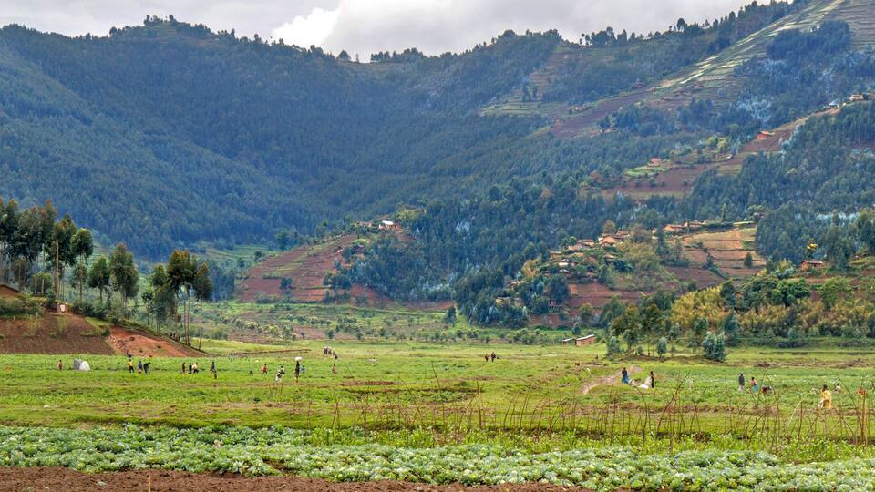 A rural landscape with terraced fields, a valley, and a forested mountain.