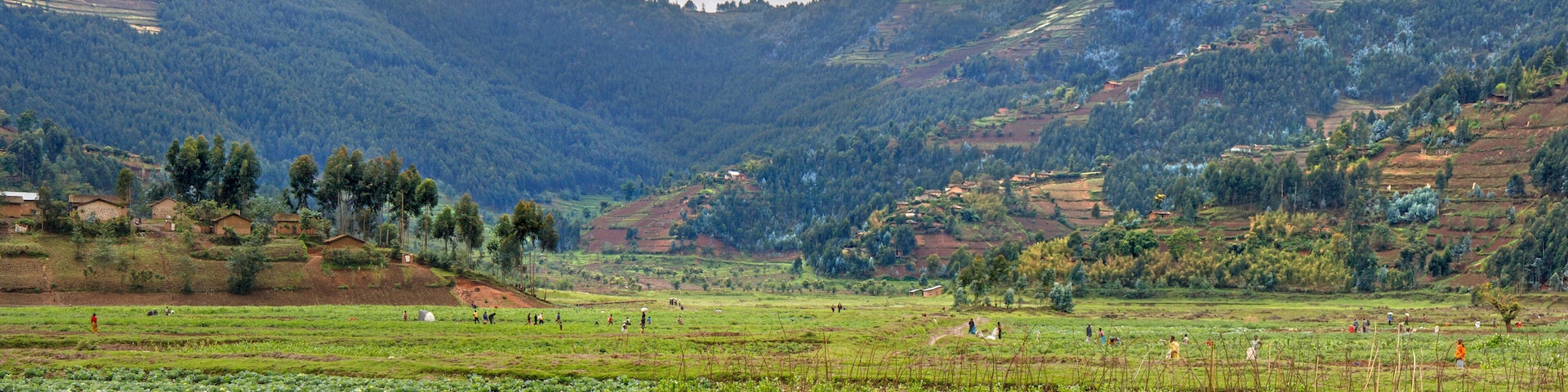 MUSANZE, RWANDA: People are working their fertile volcanic fields. In the background a steep hillside with agricultural plots, Eucalyptus forest, and villages.