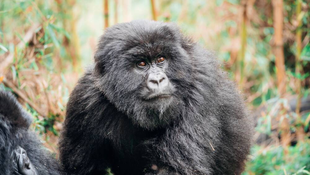 Juvenile mountain gorilla (subspecies of the eastern gorilla) of the Muhoza Family in Volcanoes National Park, Rwanda