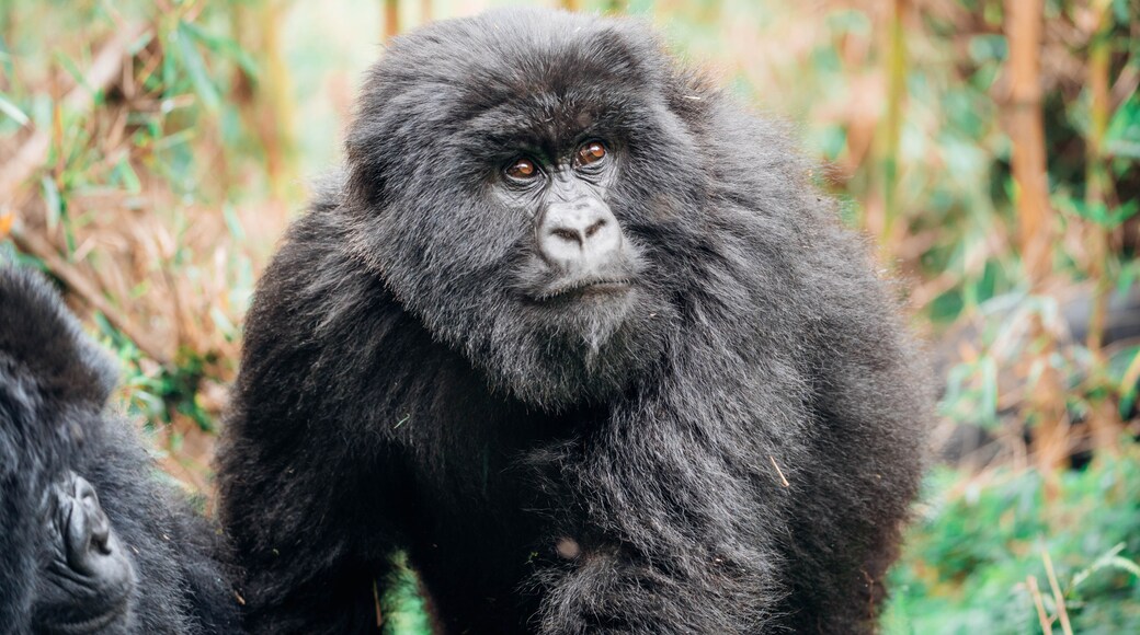 Juvenile mountain gorilla (subspecies of the eastern gorilla) of the Muhoza Family in Volcanoes National Park, Rwanda