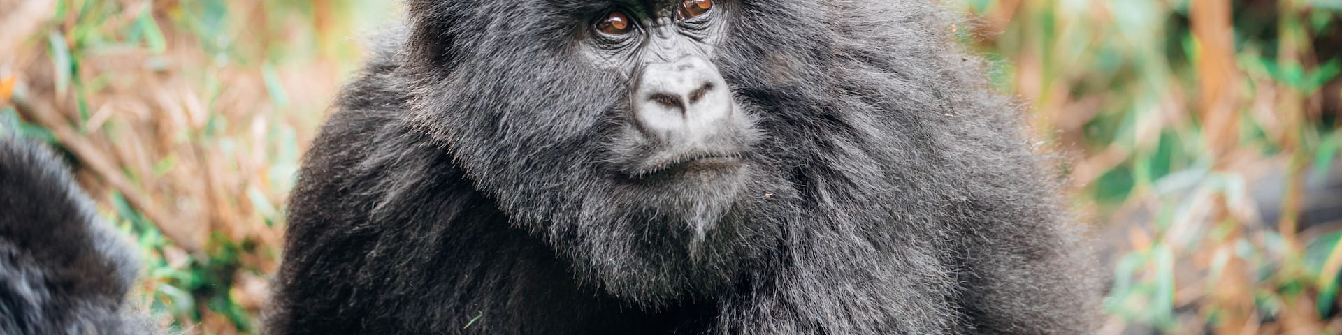 Juvenile mountain gorilla (subspecies of the eastern gorilla) of the Muhoza Family in Volcanoes National Park, Rwanda