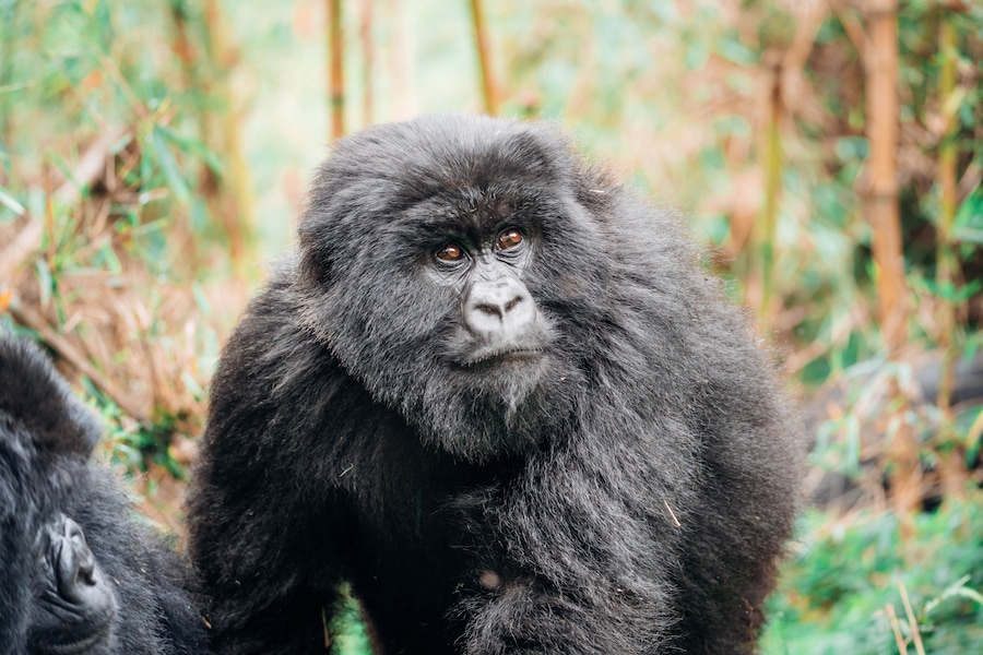 Juvenile mountain gorilla (subspecies of the eastern gorilla) of the Muhoza Family in Volcanoes National Park, Rwanda