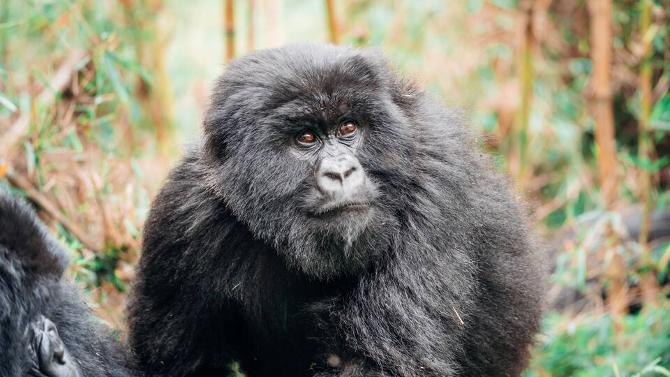 A gorilla in a natural setting with dense foliage and trees in the background.