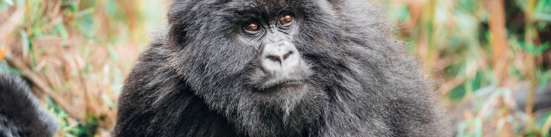 Juvenile mountain gorilla (subspecies of the eastern gorilla) of the Muhoza Family in Volcanoes National Park, Rwanda