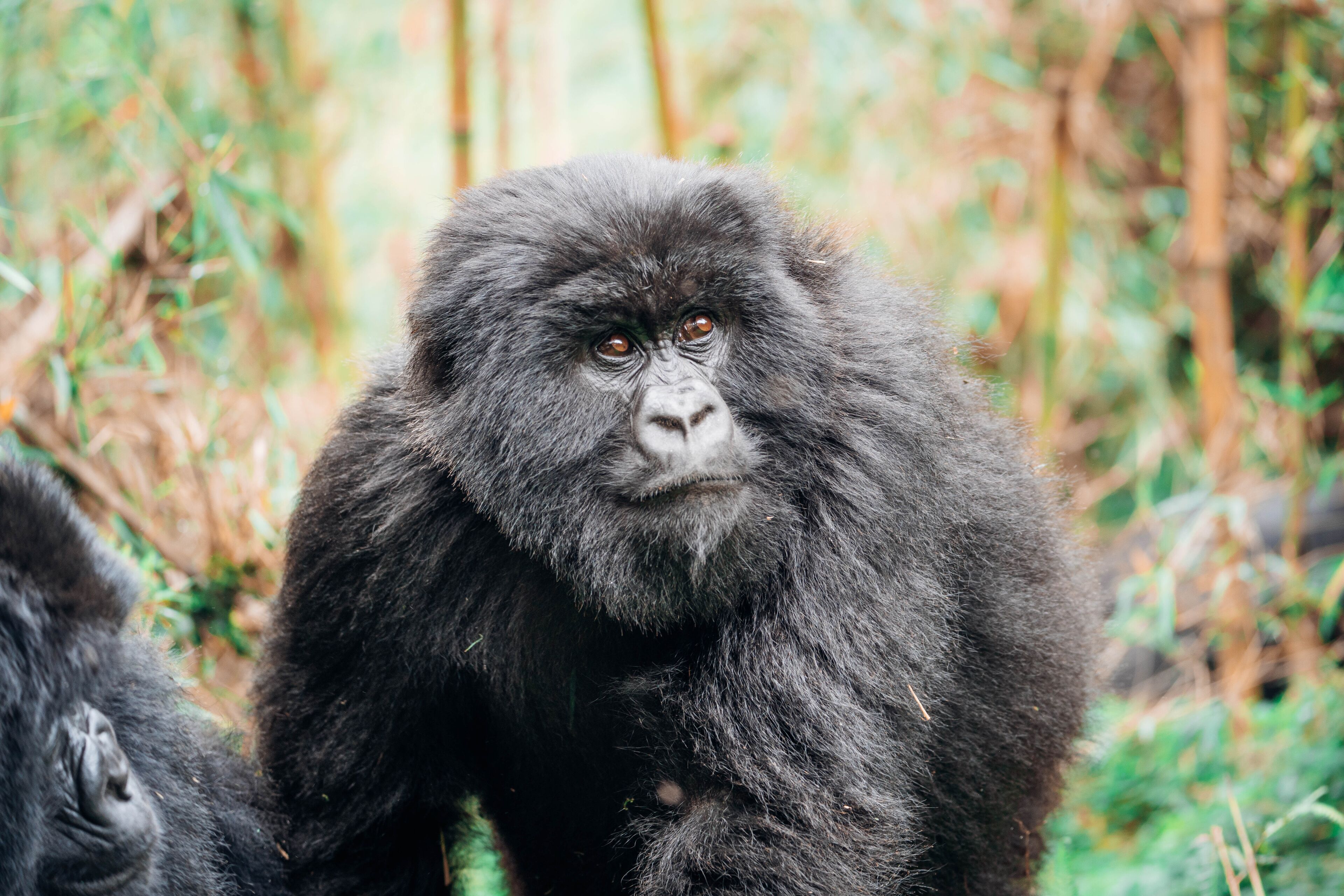 A gorilla in a natural setting with dense foliage and trees in the background.