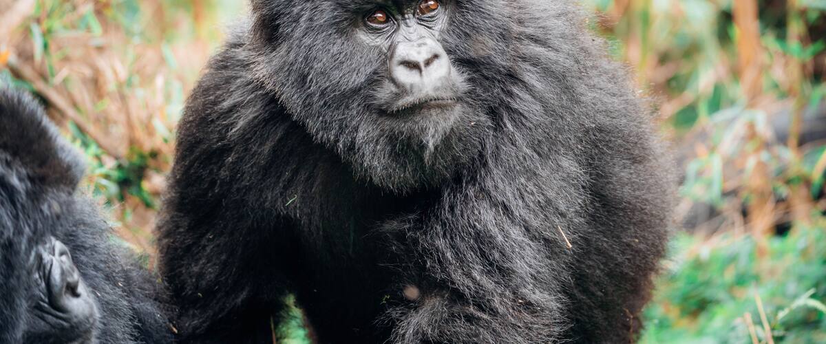 A gorilla in a natural setting with dense foliage and trees in the background.