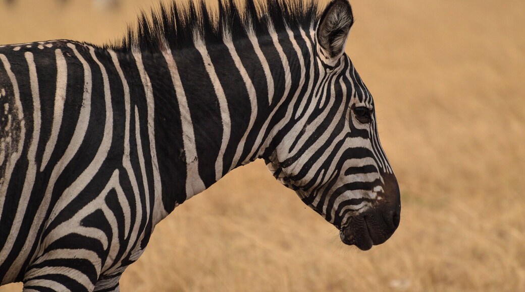 One of the many zebras that can be found in the plains of Akagera.