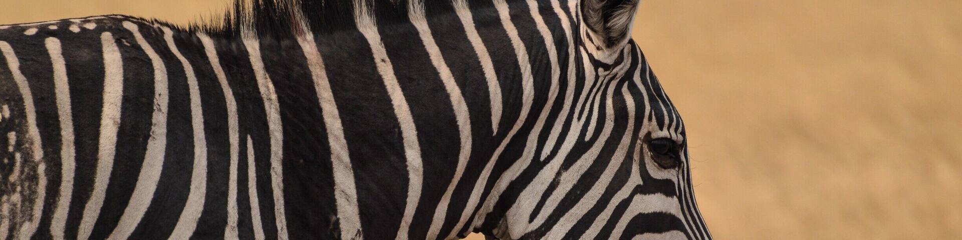 One of the many zebras that can be found in the plains of Akagera.