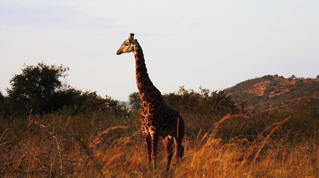 #TroveOn One of the many giraffes we saw during our day safari at Akagera National Park. #Rwanda #Akagera #Safari #Giraffe