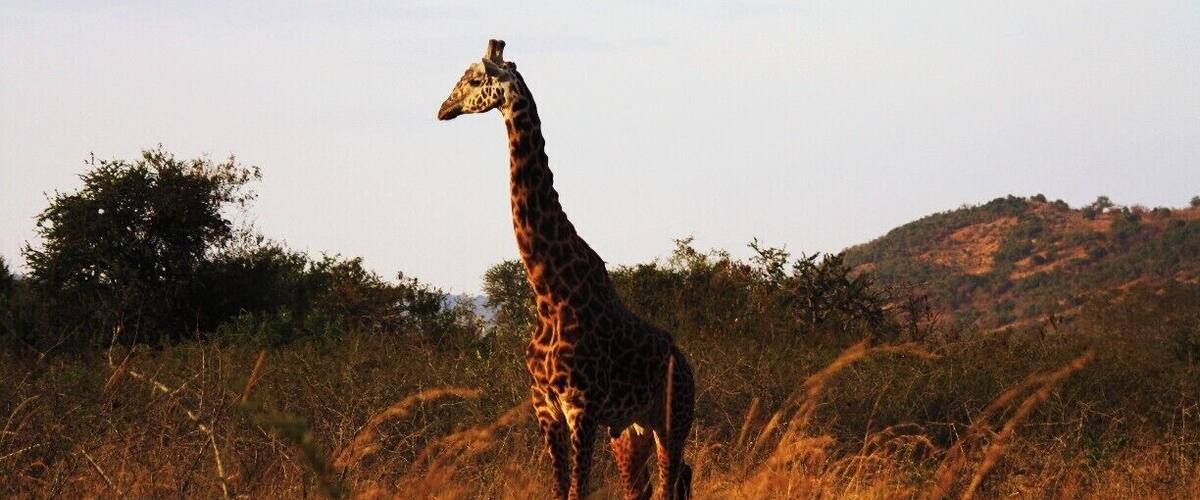#TroveOn One of the many giraffes we saw during our day safari at Akagera National Park. #Rwanda #Akagera #Safari #Giraffe