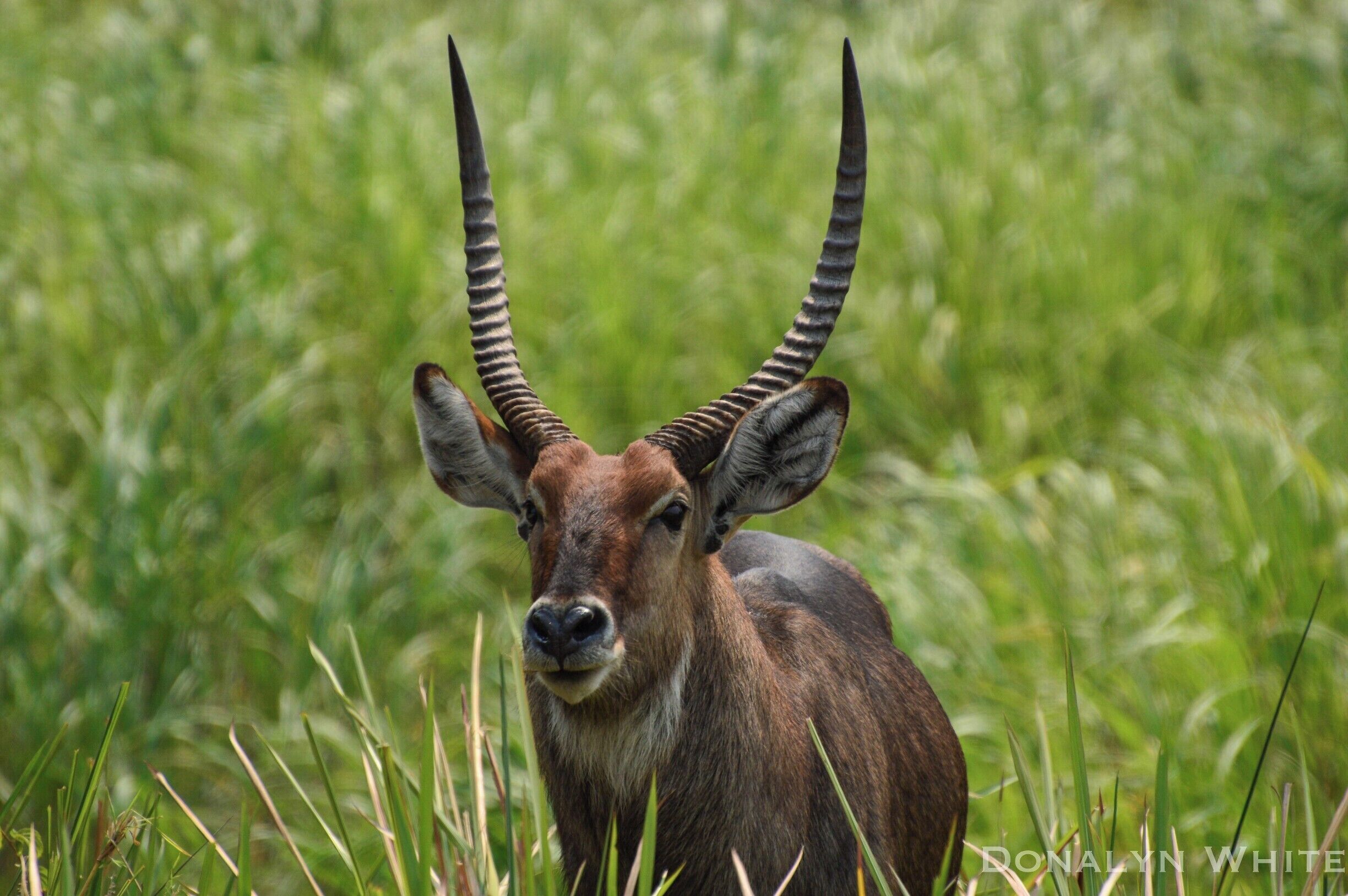 A male waterbuck in Akagera. They can be seen throughout the park, but the highest numbers will be found on the plains in the northern end. 