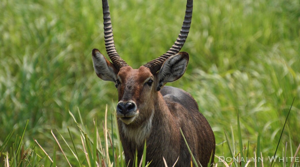 A male waterbuck in Akagera. They can be seen throughout the park, but the highest numbers will be found on the plains in the northern end.