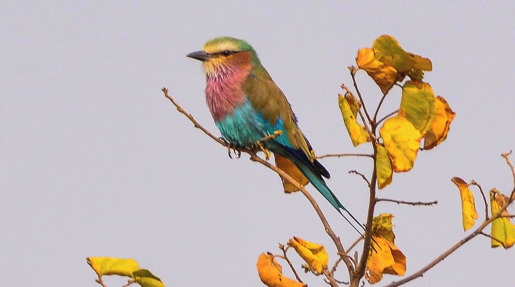 A tiny roller bird in Akagera.