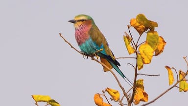 A tiny roller bird in Akagera.