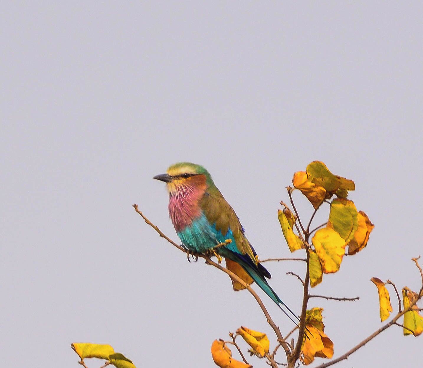 A colorful bird perched on a branch with yellow leaves.