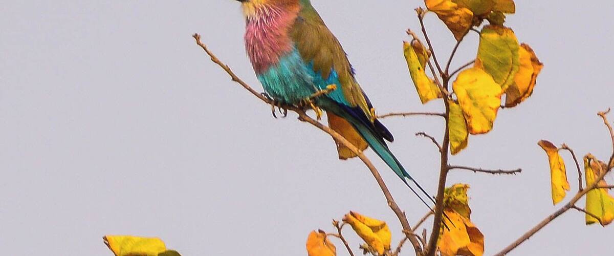 A colorful bird perched on a branch with yellow leaves.