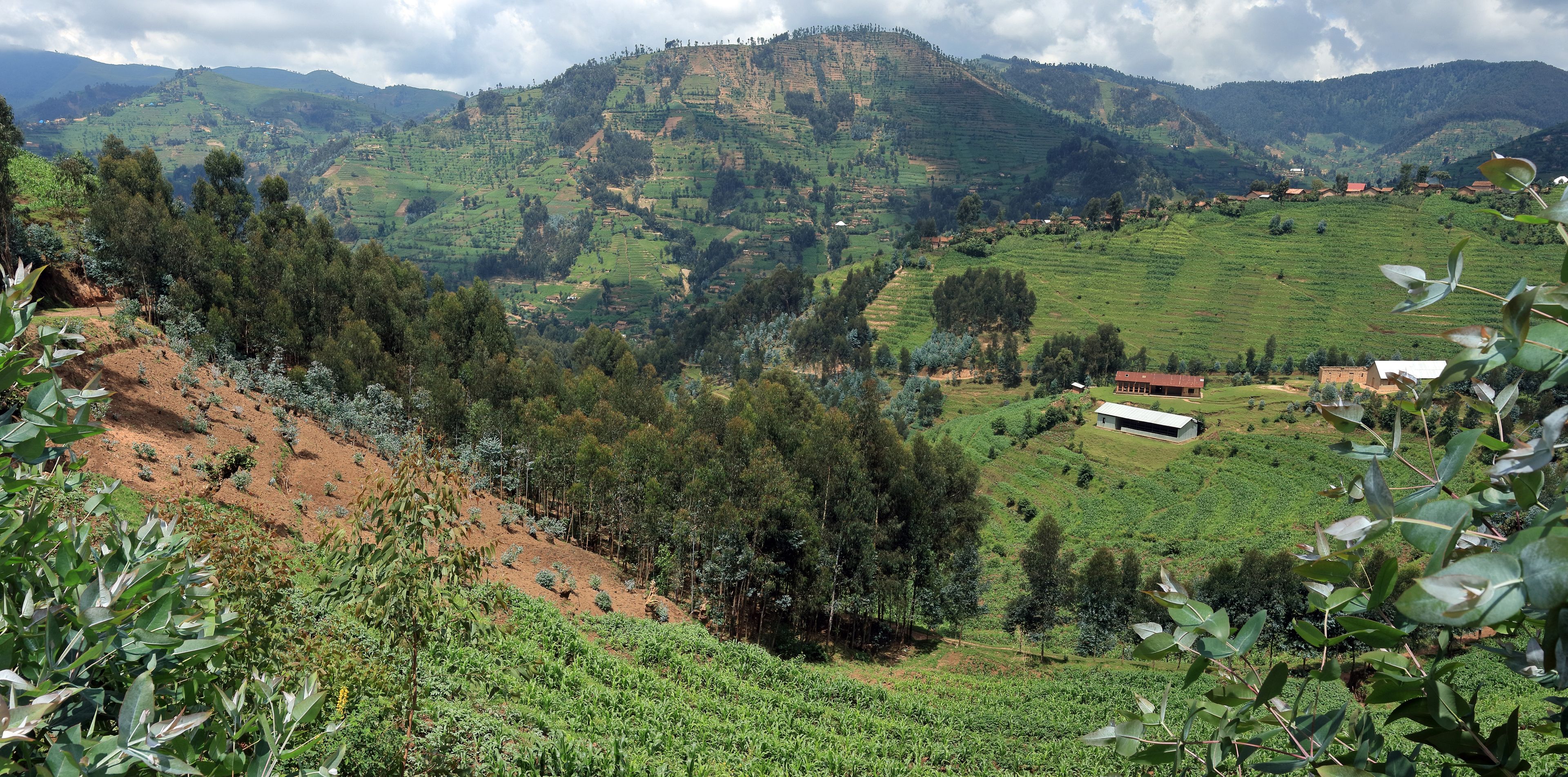 Rural Rwanda, with eroded hillsides, restored terraced fields, and new tree plantation to combat land degradation