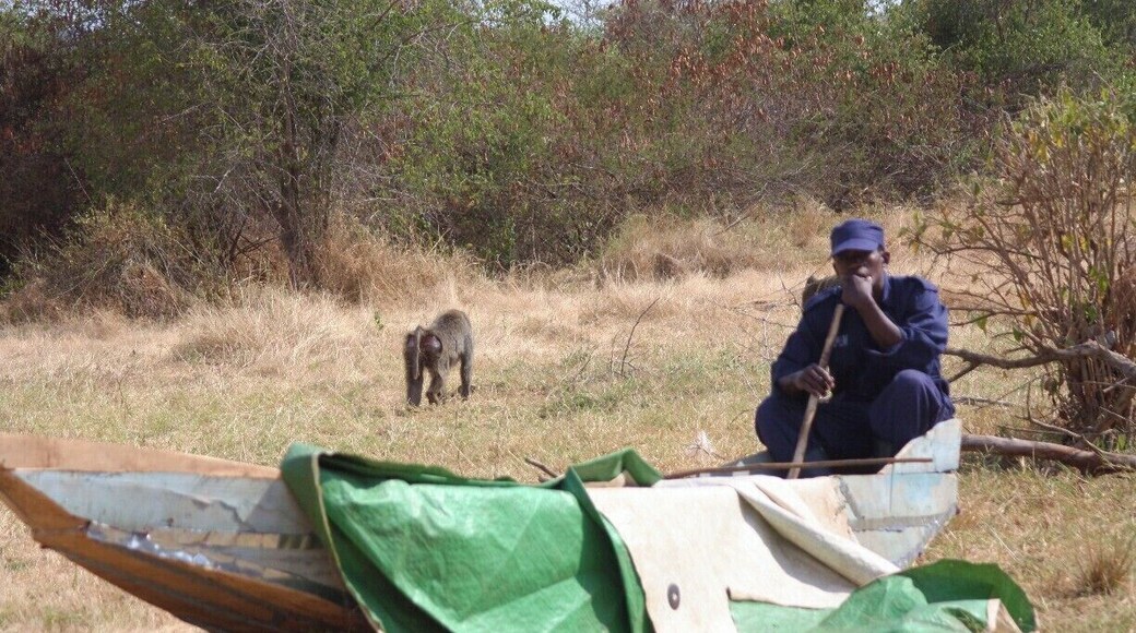 #TroveOn on A baboon guarding his territory while a park guide takes a break in Akagera National Park. #Rwanda #Akagera #Baboon