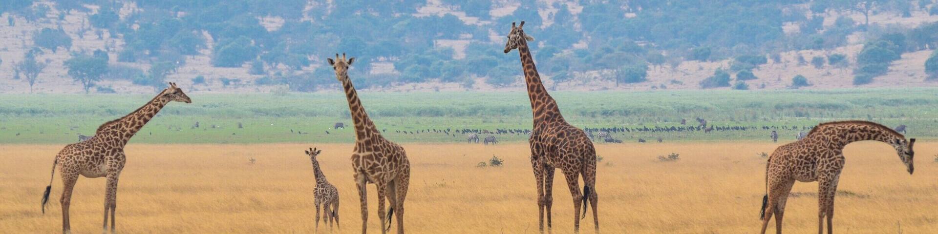 Giraffes in the foreground, and behind them are water buffalo, zebras, and an entire flock of open bill storks. #Endlesssummer