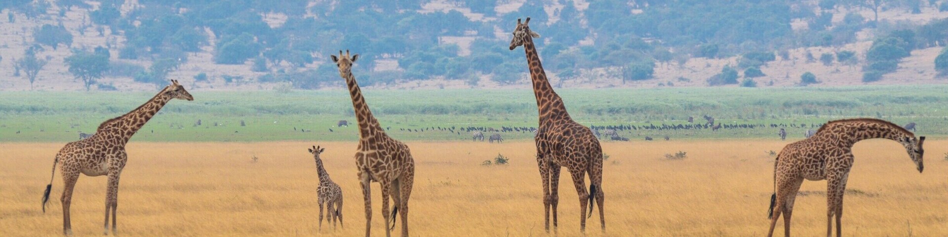 Giraffes in the foreground, and behind them are water buffalo, zebras, and an entire flock of open bill storks. #Endlesssummer