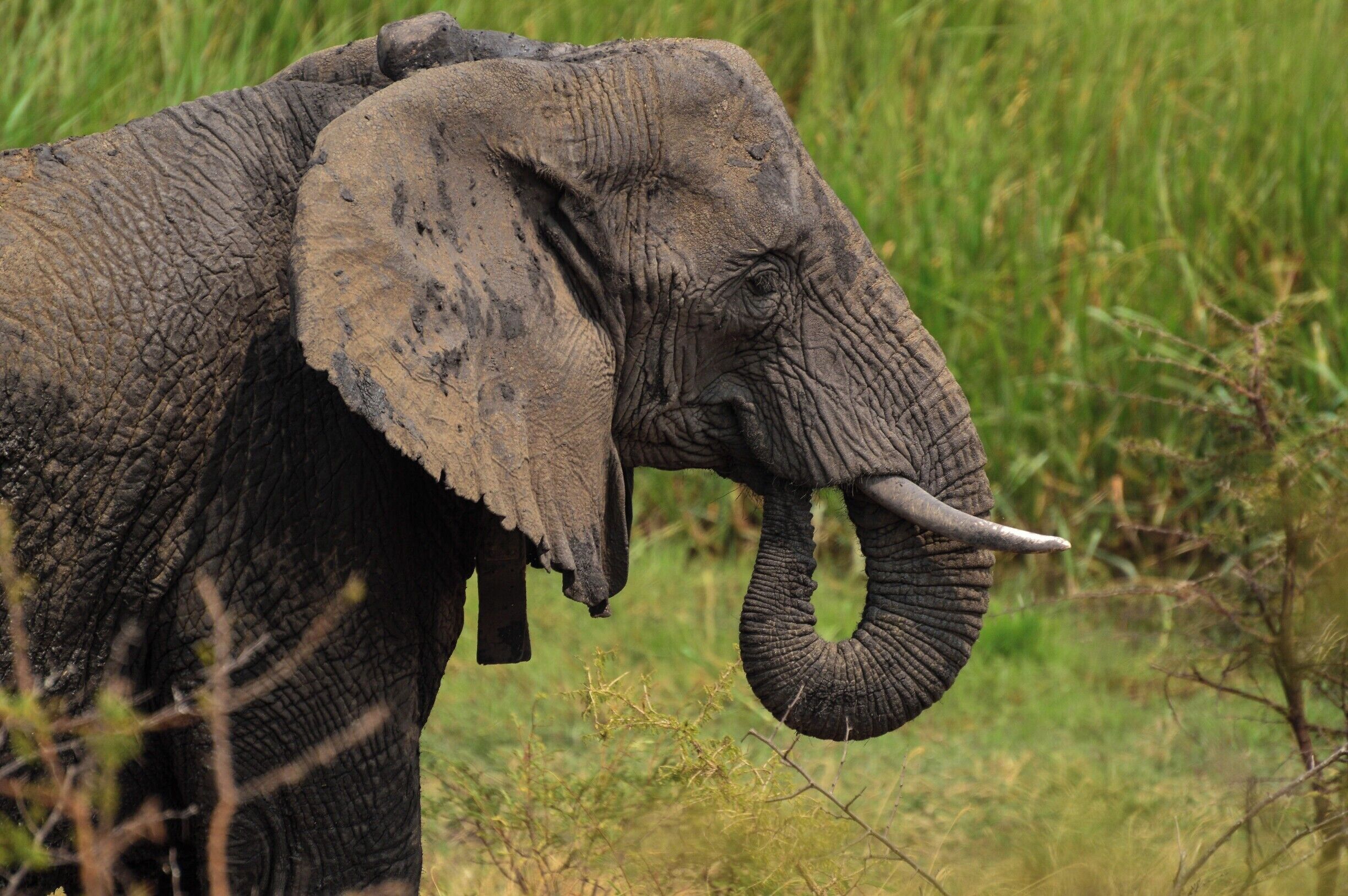 Midway through our full day safari, we pulled over, climbed on top of the roof of our vehicle, and stared in stunned awe at the herd of nearly 100 elephants that passed thirty feet in front of us for an hour. #endlesssummer