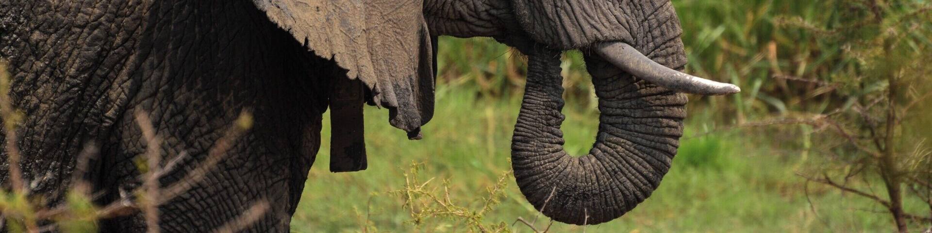 An elephant in a grassy field.
