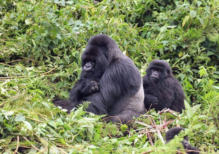 Mountain Gorillas in Rwanda.  Watching these is animals is just awe inspiring.