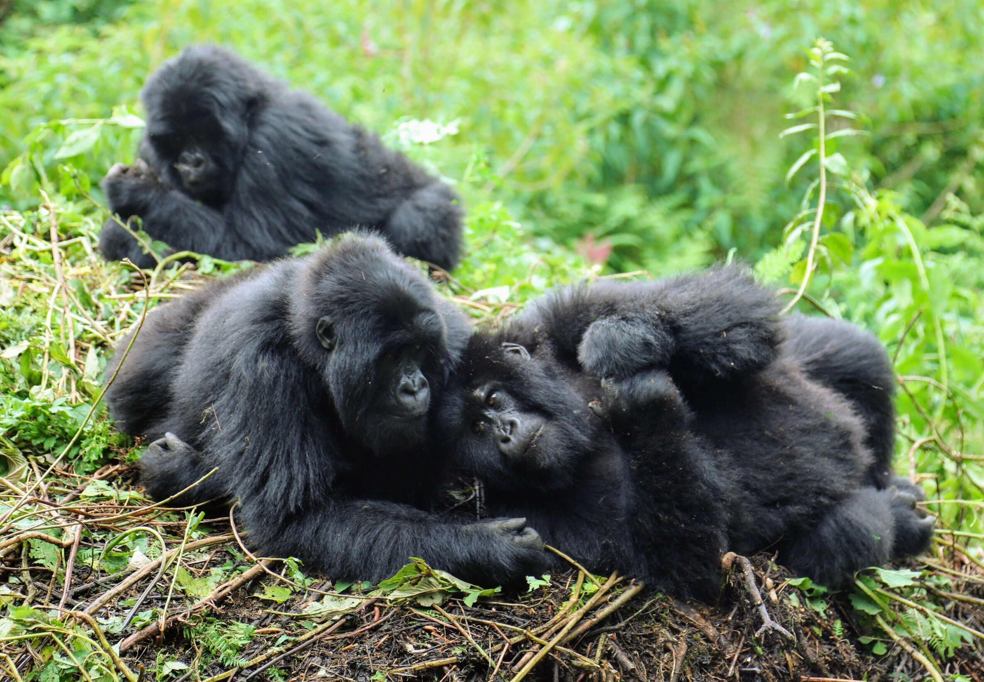 These are mountain gorilla's in Rwanda. I was probably 20 feet away or so and being so close to these amazing animals was for sure one of the highlights of the trip. I stayed at the just drop dead gorgeous Virunga lodge while here. IF you ever have questions about where I have been I am always happy to chat :)