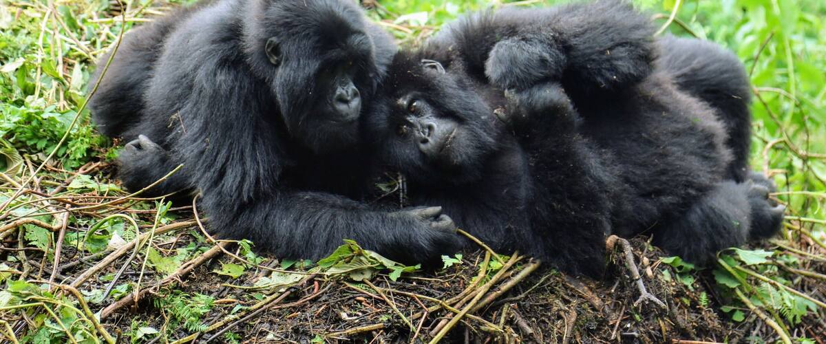 These are mountain gorilla's in Rwanda. I was probably 20 feet away or so and being so close to these amazing animals was for sure one of the highlights of the trip. I stayed at the just drop dead gorgeous Virunga lodge while here. IF you ever have questions about where I have been I am always happy to chat :)