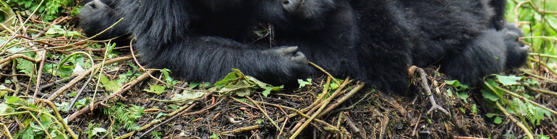 These are mountain gorilla's in Rwanda. I was probably 20 feet away or so and being so close to these amazing animals was for sure one of the highlights of the trip. I stayed at the just drop dead gorgeous Virunga lodge while here. IF you ever have questions about where I have been I am always happy to chat :)