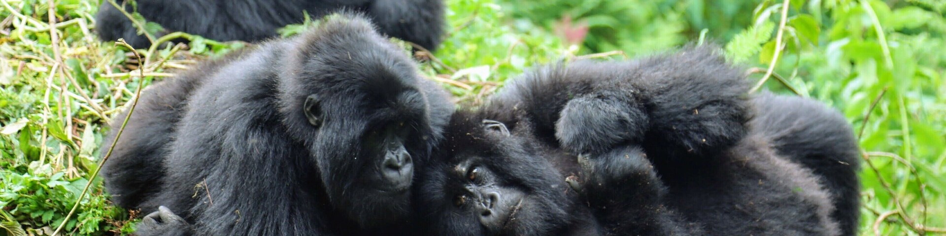 These are mountain gorilla's in Rwanda. I was probably 20 feet away or so and being so close to these amazing animals was for sure one of the highlights of the trip. I stayed at the just drop dead gorgeous Virunga lodge while here. IF you ever have questions about where I have been I am always happy to chat :)