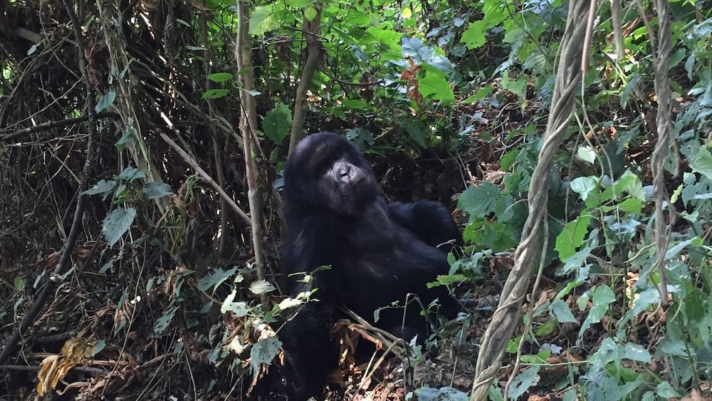 Gorilla trekking in Volcanoes National Park of Rwanda #lifeatexpedia