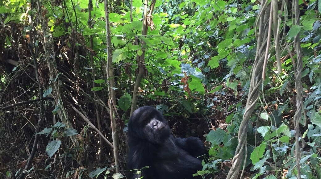 Gorilla trekking in Volcanoes National Park of Rwanda #lifeatexpedia