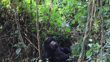 Gorilla trekking in Volcanoes National Park of Rwanda #lifeatexpedia