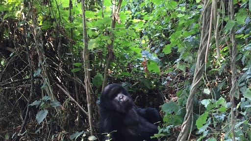 Gorilla trekking in Volcanoes National Park of Rwanda #lifeatexpedia