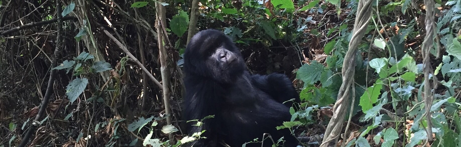 Gorilla trekking in Volcanoes National Park of Rwanda #lifeatexpedia