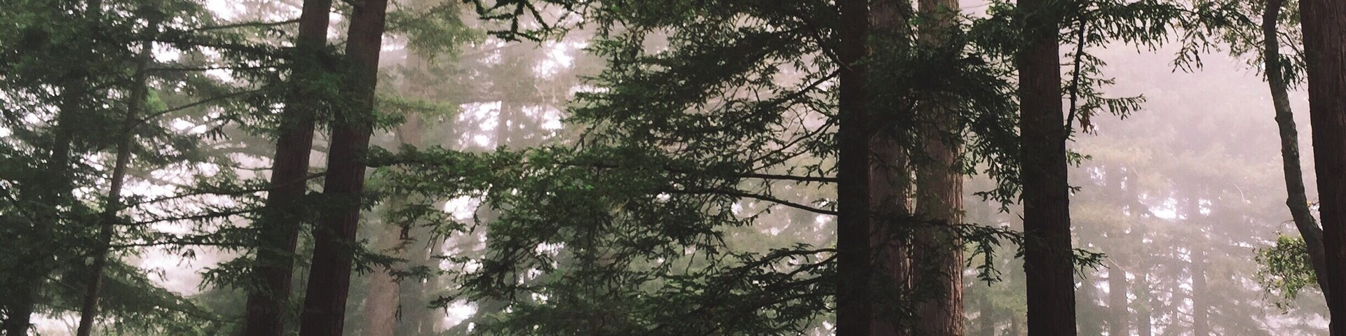 My school during the spring is so breathtaking. There are redwoods surrounding the school.