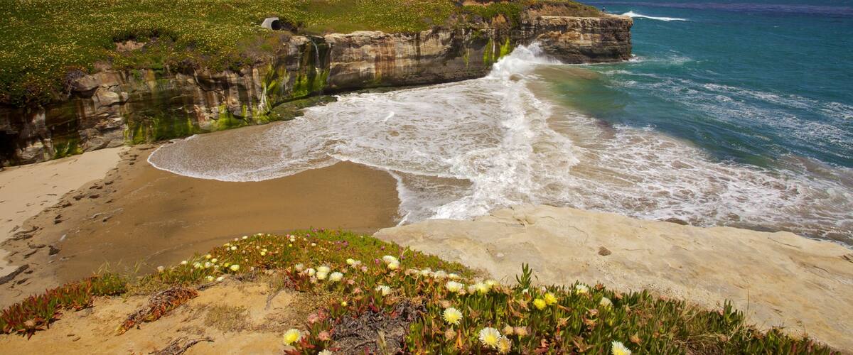 Santa Cruz featuring rugged coastline, flowers and general coastal views